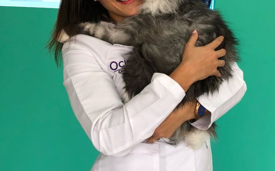 Mascotas: La relación entre tu gato y tu bebé
