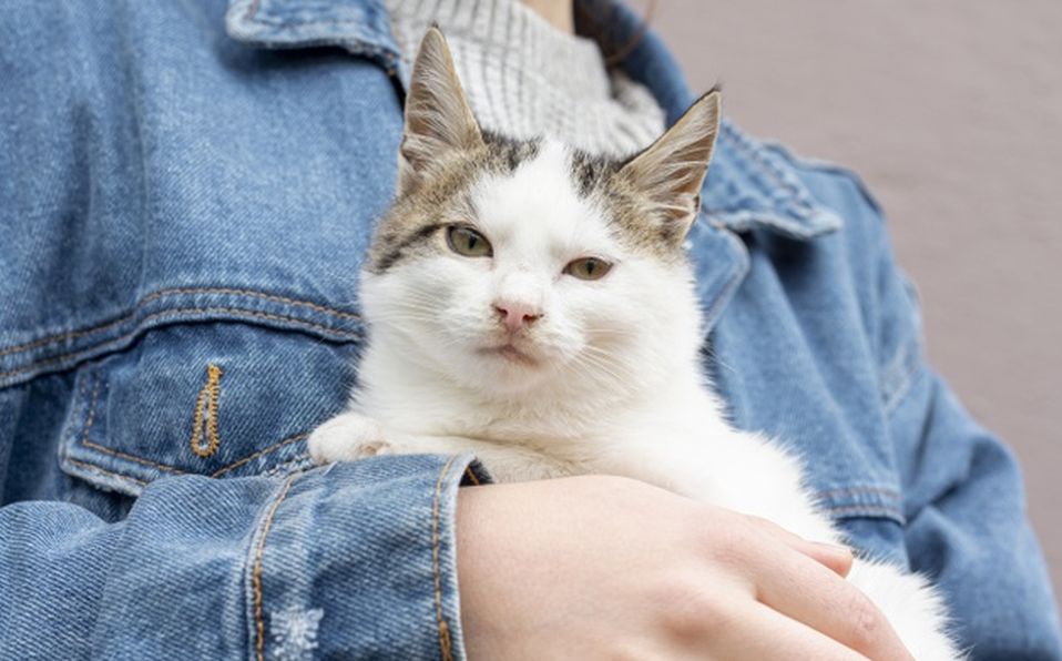 La curiosidad es uno de los ragos que compartimos con los gatos (Cortesía)