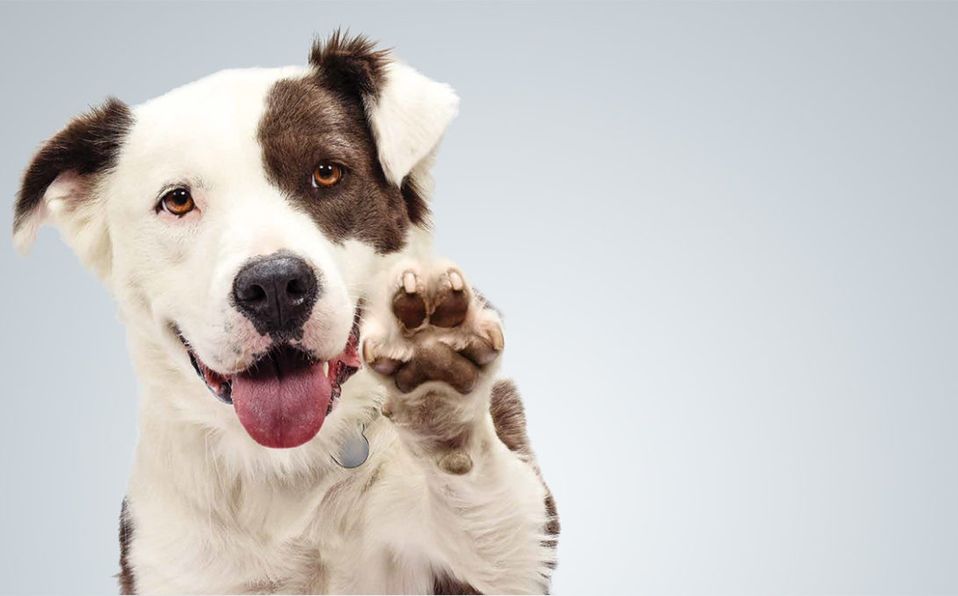 Mascotas: Recomendaciones para dar en adopción
