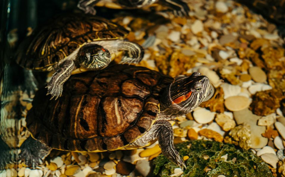 México ocupa el segundo lugar en reptiles con 804 especies, no todas ellas pueden ser consideradas para vivir en cautiverio  (Especial)