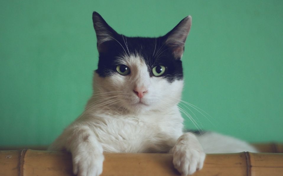 Las visitas al veterinario son importantes para poder detectar cualquier enfermedad silenciosa (Freepik)