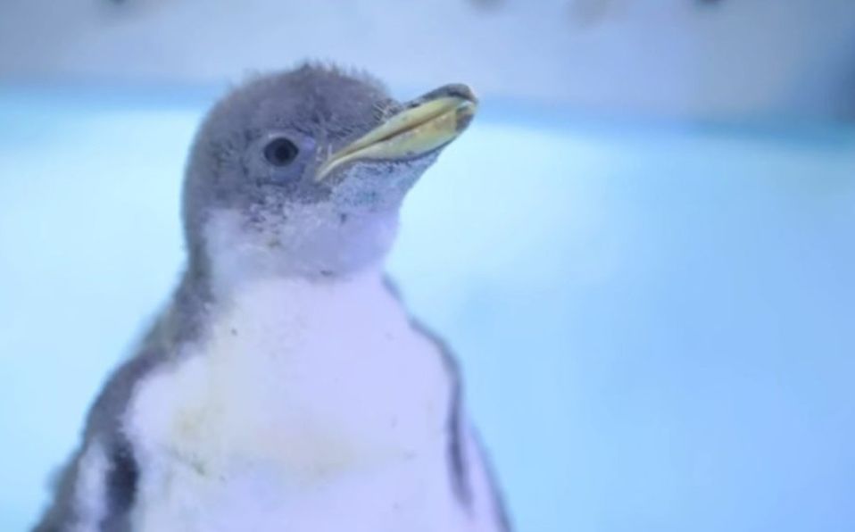 Alex, el primer pingüino gentoo nacido bajo cautiverio en la Ciudad de México (Milenio)