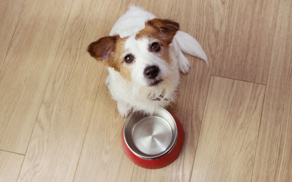 Hay que tener en cuenta que cada etapa de la vida de la mascota tendrá diferentes necesidades fisiológicas (Freepik)