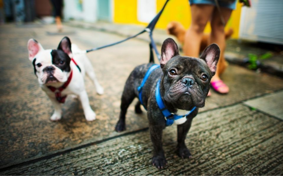 El paseo es parte esencial en la vida de un perro (Freepik)