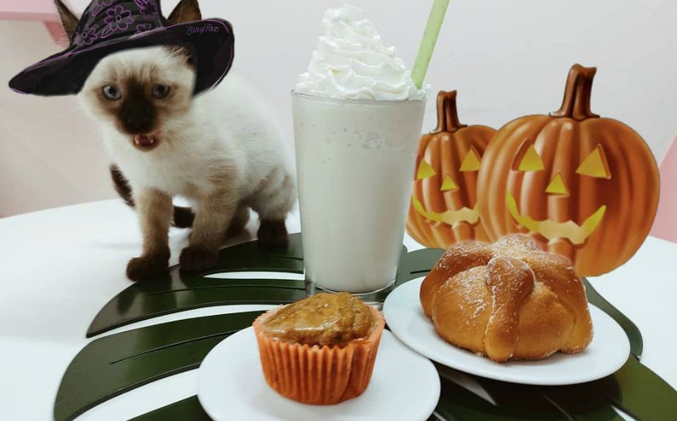 Neko-Hi! Cafe (Cortesia)