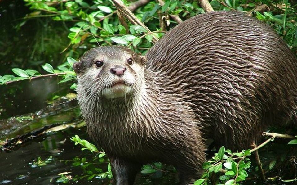 Esta especie habita desde el sur de México hasta Uruguay (Especial)