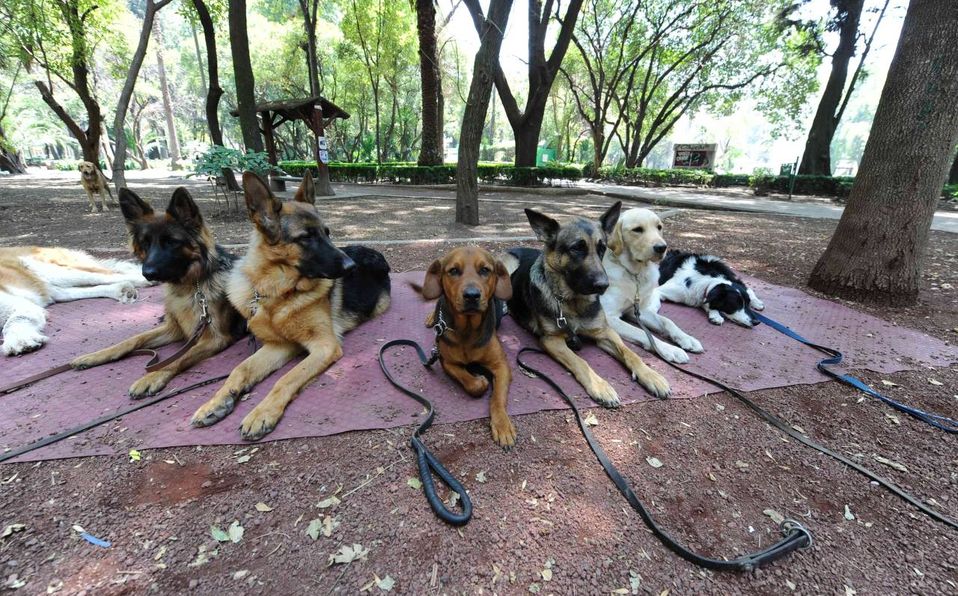 Mascotas: Medidas de seguridad en parques caninos