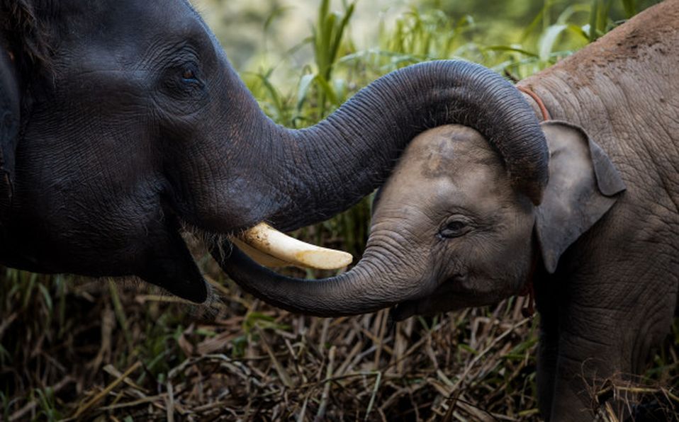 En esta ocasión, el festival está dedicado a los elefantes, animales en peligro de extinción (Especial)