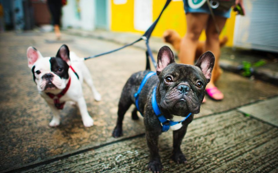 Mascotas: En los zapatos de una rescatista