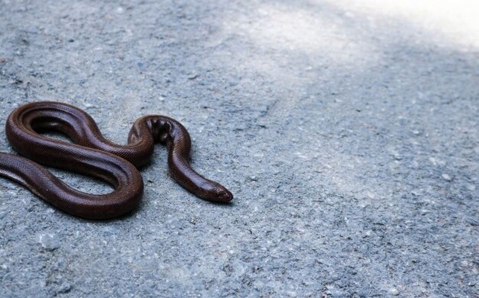 Hay que tener en cuenta que el animal se encuentra bajo mucho estrés y seguramente se siente amenazado (Freepik)