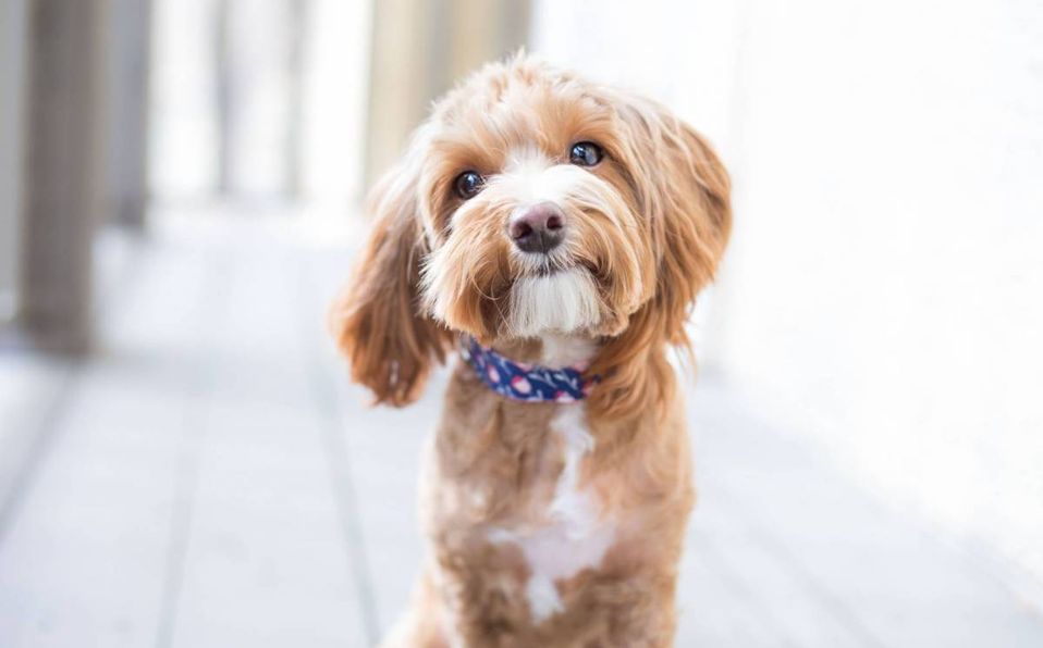 Mascotas: Recomendaciones para dar en adopción