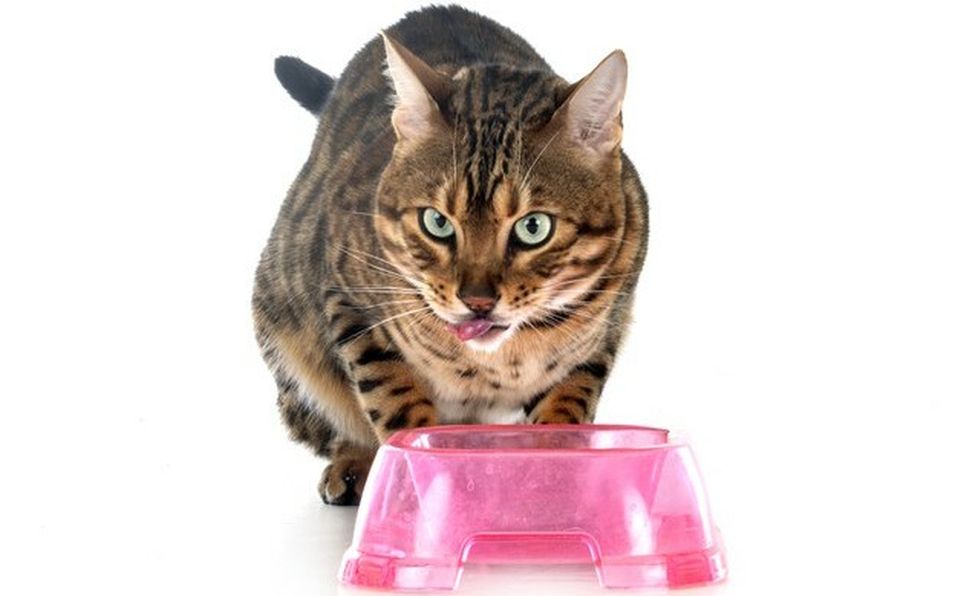 Este tipo de alimentación le aporta las ventajas de cada tipo de alimento a la dieta del felino (Freepik)