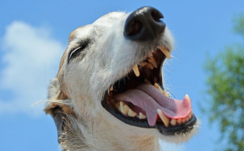 Higiene dental en mascotas
