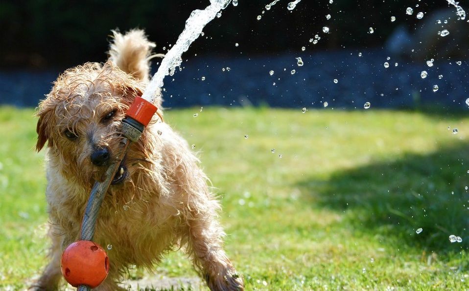 Golpe de calor en mascotas (Pixabay)