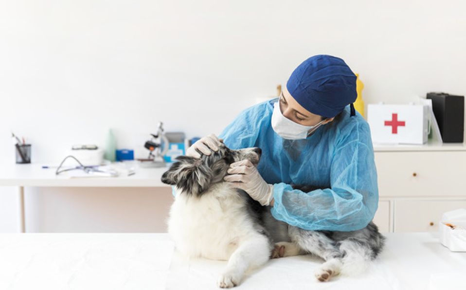 Acudir con un médico veterinario titulado, colegiado y con cédula vigente te brindará seguridad (Freepik)